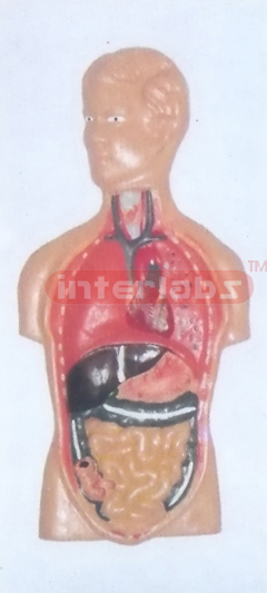 PRIMARY HUMAN TRUNK INTERNAL ORGANS MODEL, HANGING WOODEN PLATE